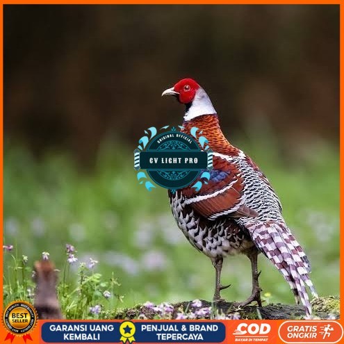 

Telur ayam hias ringneck elliot pheasant fertil bisa ditetaskan CV LIGHT PRO