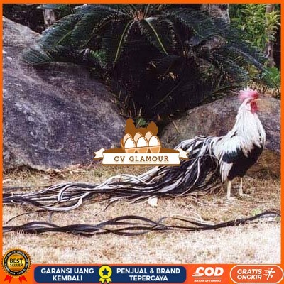 

Telur ayam hias onagadori ekor panjang fertil asli siap ditetaskan - ayam onagadori CV GLAMOUR