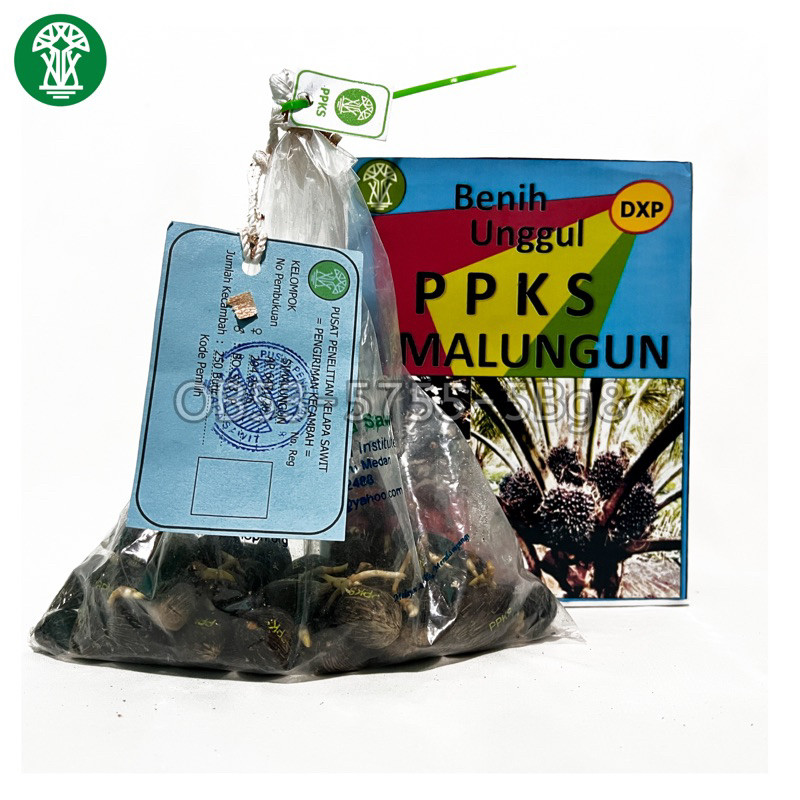 JAMIN MURAH PPKS SIMALUNGUN UNGGUL ORIGINAL BIBIT SAWIT KUALITAS UNGGULAN(BISA LANGSUNG ORDER)