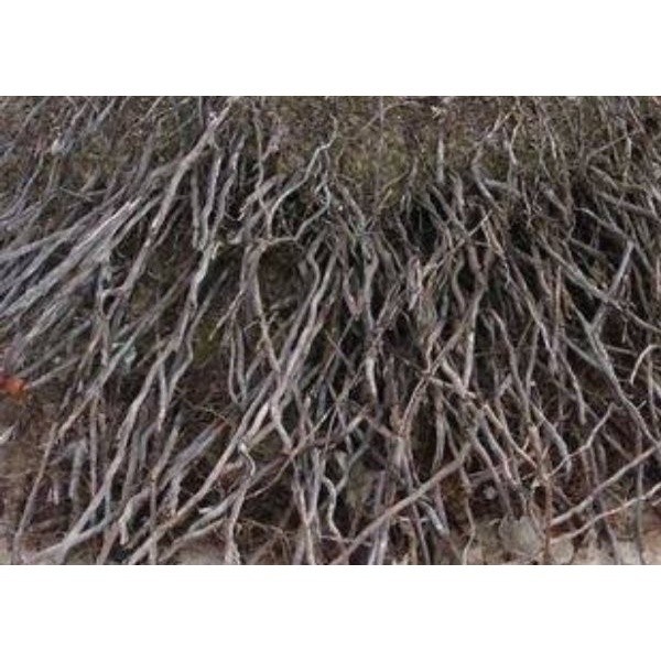 

Korehcok Promo Akar Pohon Kelapa Kering 1 Kg