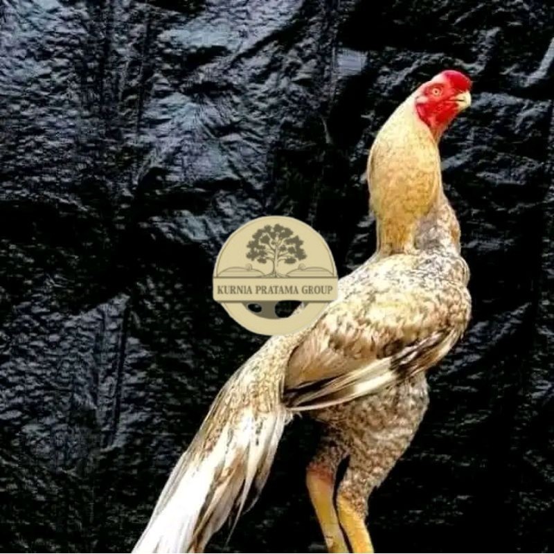 

telur fertil agsel Parrot kualitas terbaik KURNIA PRATAMA GROUP