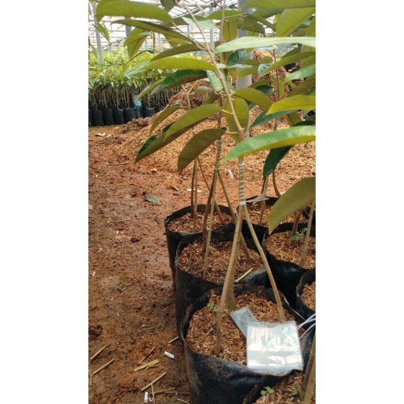 JAMIN MURAH Bibit Durian Super Tembaga Kaki 3 Super Okulasi Sambung Pucuk(BISA LANGSUNG ORDER)