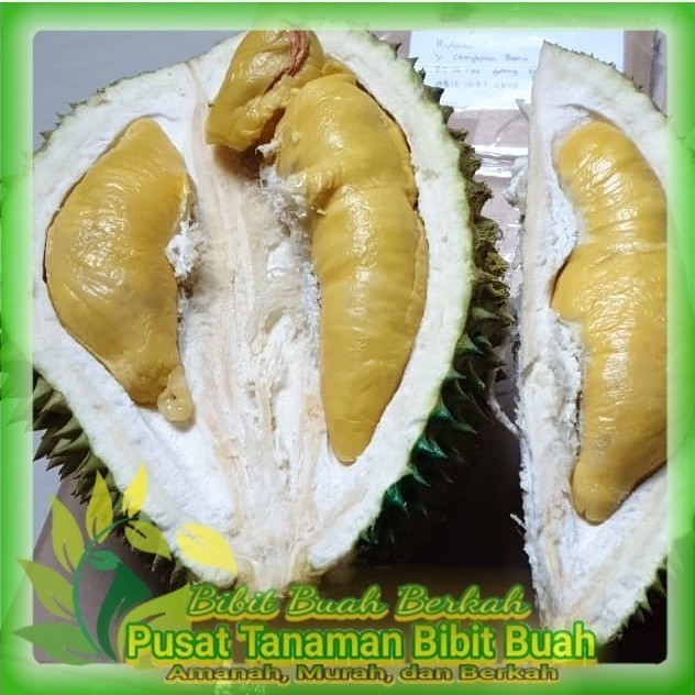 Bibit Durian Musangking Kaki 3 Hasil Okulasi