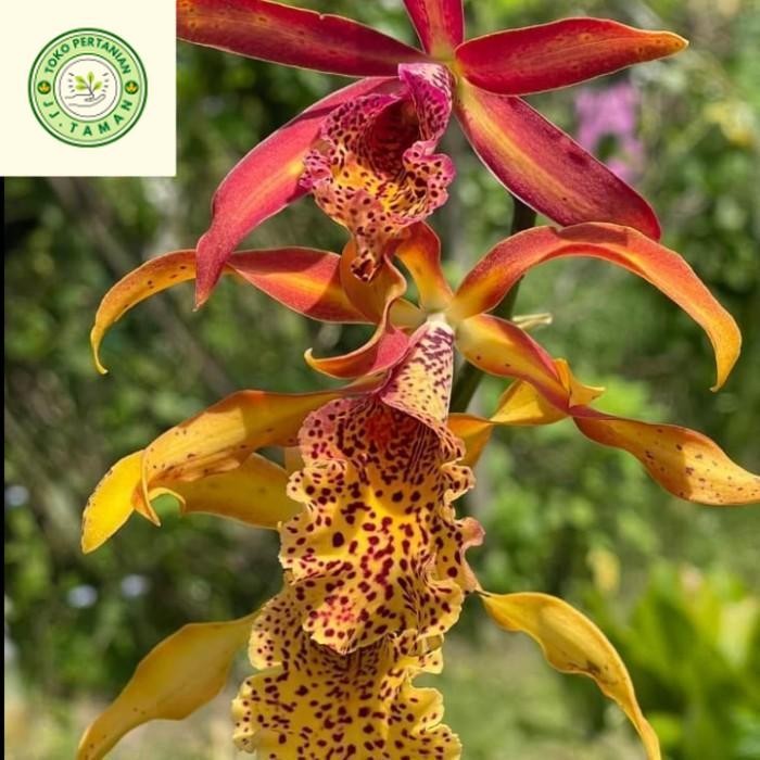 (BISA COD) Anggrek Mcv Frances Fox - CATTLEYA Bumi Orchids Mericlone
