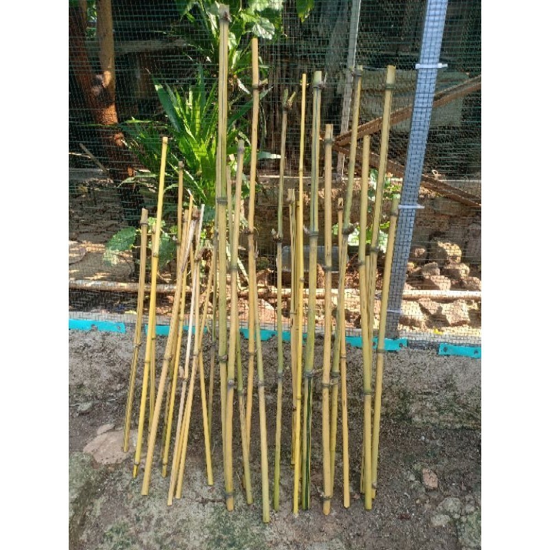 

Ready stok Bambu kuning panjang 70 cm