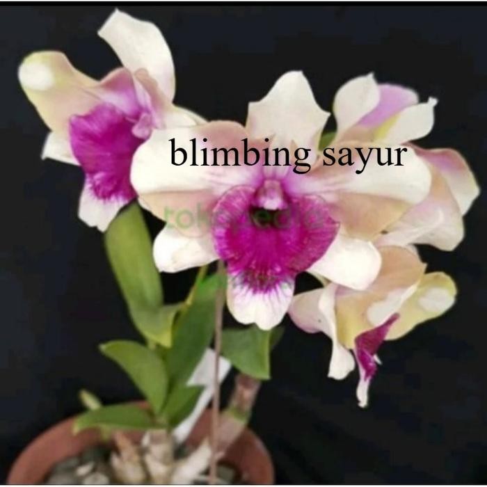 ANGGREK DENDROBIUM MAWAR BLUE Knop/Spike-SIAP BERBUNGA