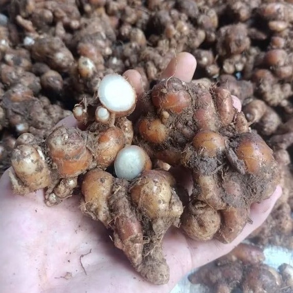 

Kencur Segar 1Kg Jenis Paris Daging Putih Aroma Harum