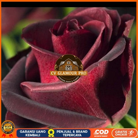 TANAMAN HIAS BUNGA MAWAR HITAM ASLI/ BLACKROSE SUDAH BERBUNGA Bibit Tanaman Super Unggul CV GLAMOUR 