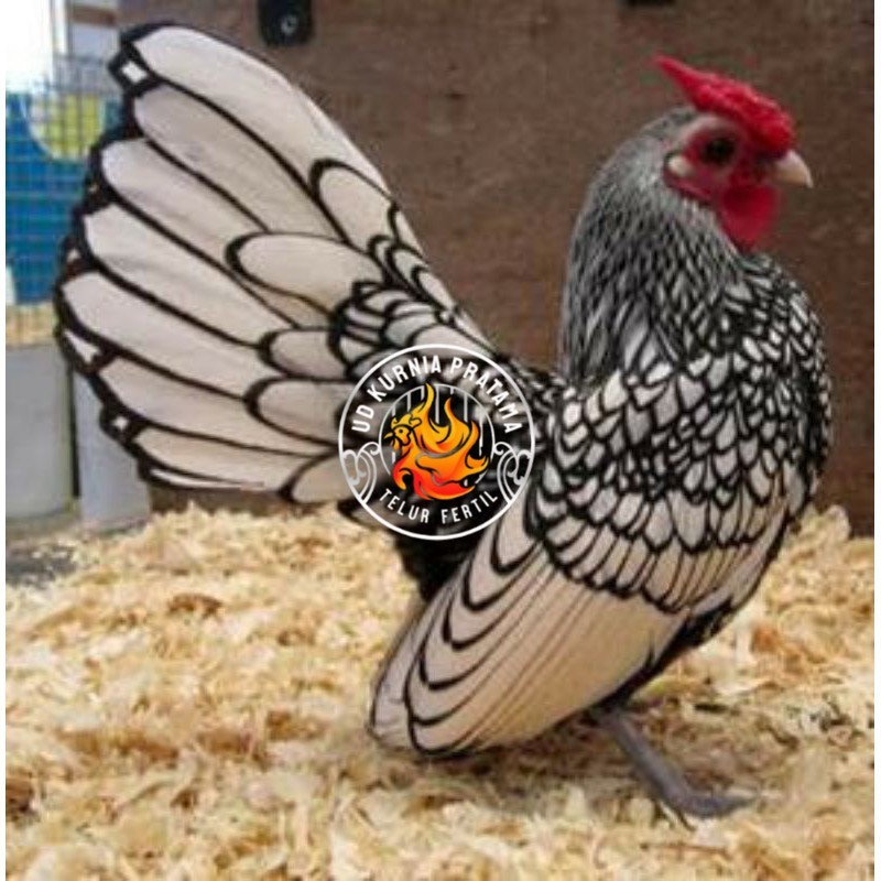 

TELUR AYAM HIAS BATIK ITALY,AYAM BATIK KANADA UD KURNIA PRATAMA