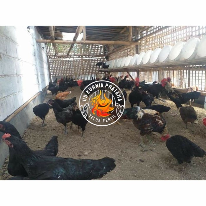 

Telur ayam KUB petelur handal fertil asli siap ditetaskan - telur ayam kub UD KURNIA PRATAMA