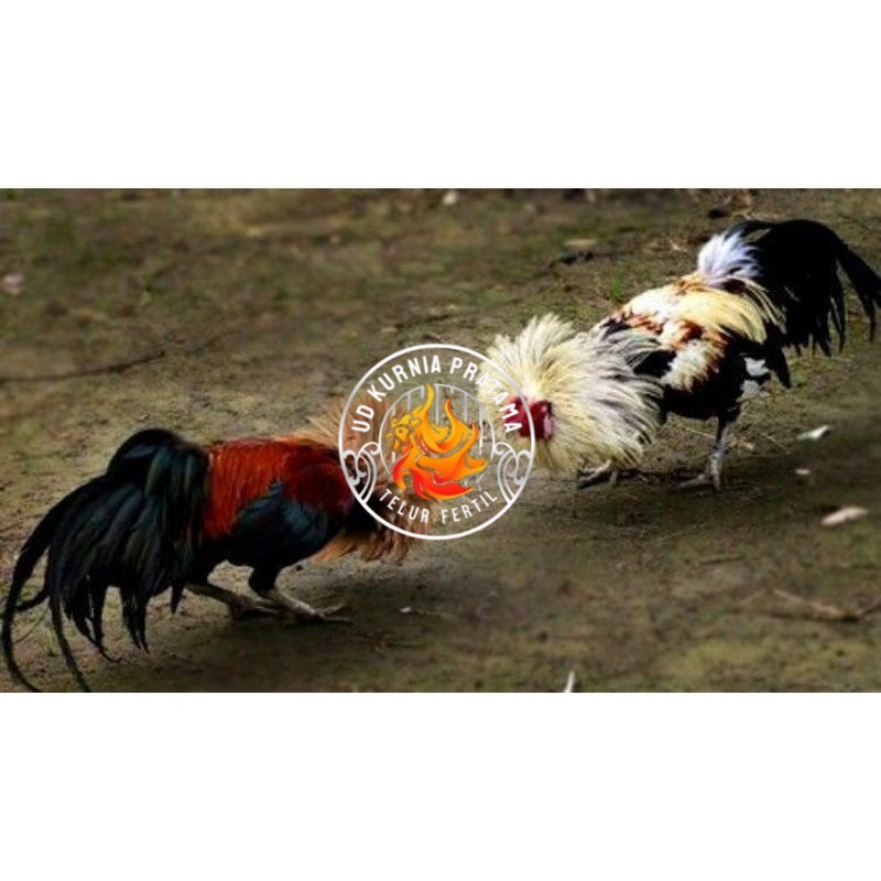 

3 BIJI TELUR PAMA PUKUL STROM promo keras UD KURNIA PRATAMA