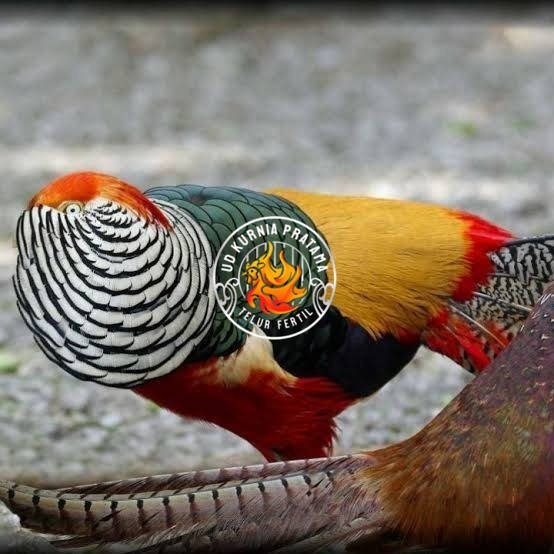 

Telur ayam hias ringneck lady red amherst pheasant fertil siap tetas UD KURNIA PRATAMA