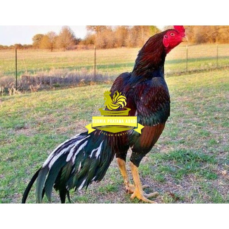 

TELUR AYAM SHAMO JEPANG PURE LINE TANAKA / AYAM ADUAN JEPANG SUPER BESAR KURNIA PRATAMA ABADI