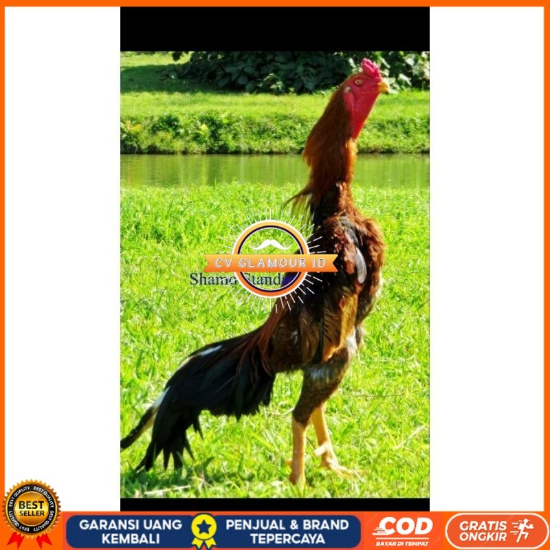 

TELUR AYAM SHAMO UNTUK DI TETASKAN CV GLAMOUR ID