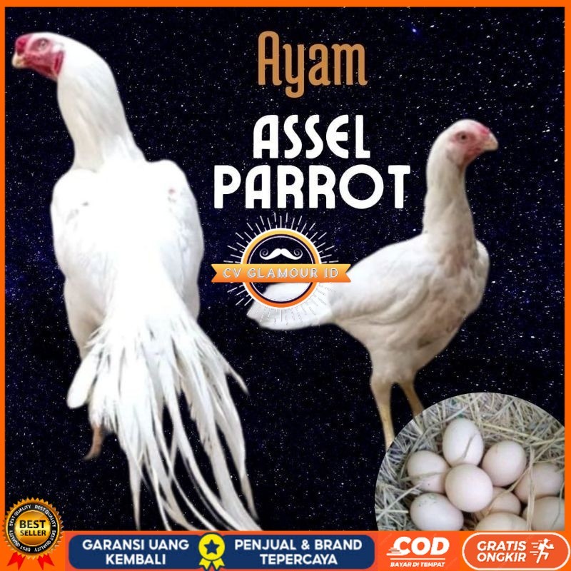 

telur ayam hias assel parrot untuk di tetaskan CV GLAMOUR ID