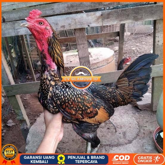 

Telur ayam bangkok bulbi petarung aduan fertil siap ditetaskan CV GLAMOUR ID