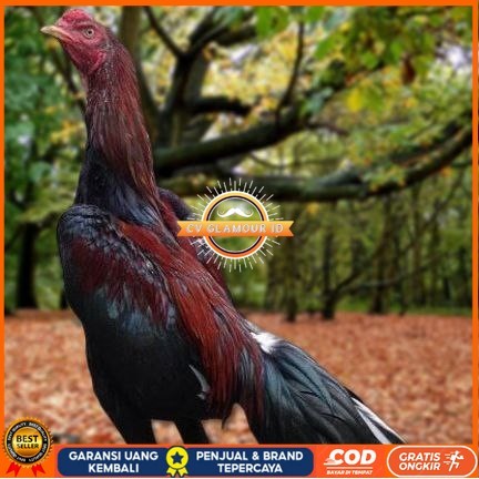 

Telur Ayam Pakhoy Ori Thailand Vertil Siap Di Tetaskan Jaminan Super Oiginal Bergaransii CV GLAMOUR ID