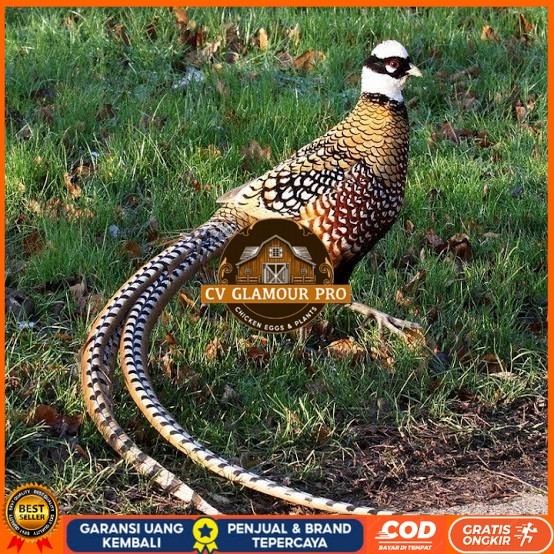 

Telur ayam hias ringneck reeves pheasant fertil untuk ditetaskan CV GLAMOUR PRO