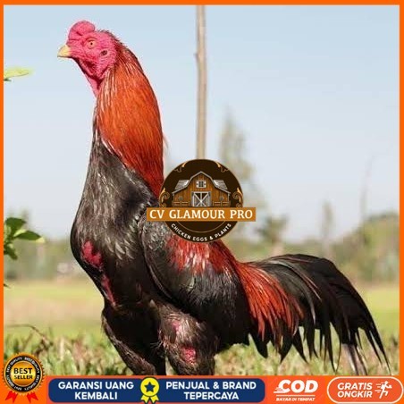 

Telur ayam bangkok super petarung aduan fertil siap ditetaskan CV GLAMOUR PRO