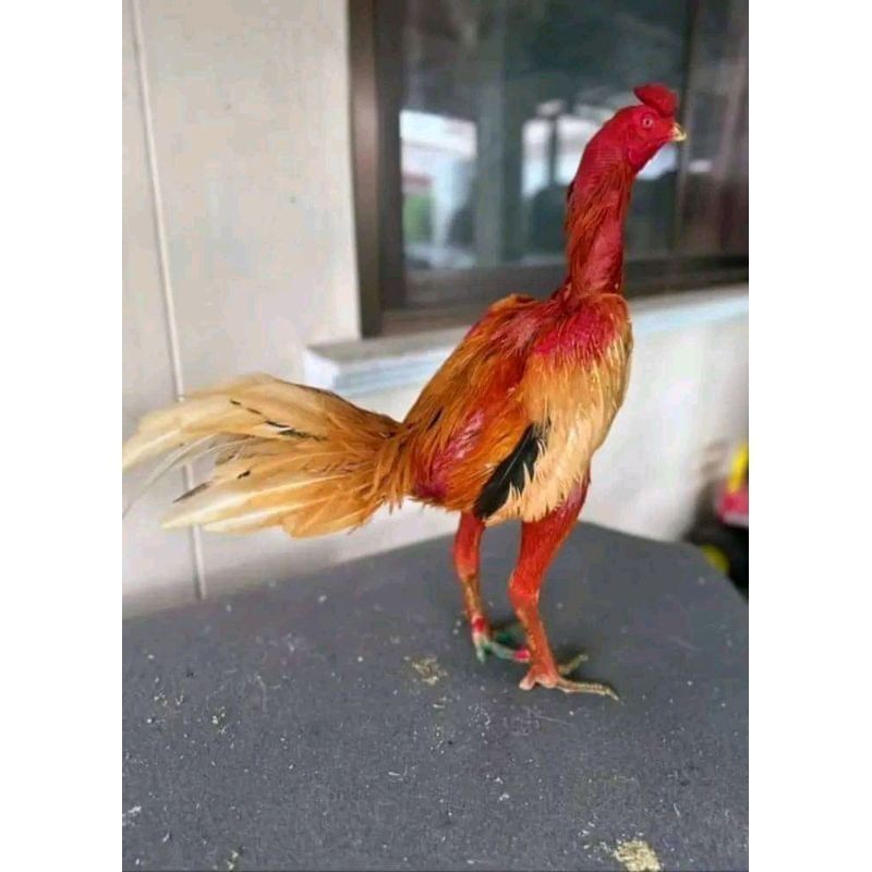 

TELUR FERTIL PLUCKER ORIGINAL UD NAFII FARM ID