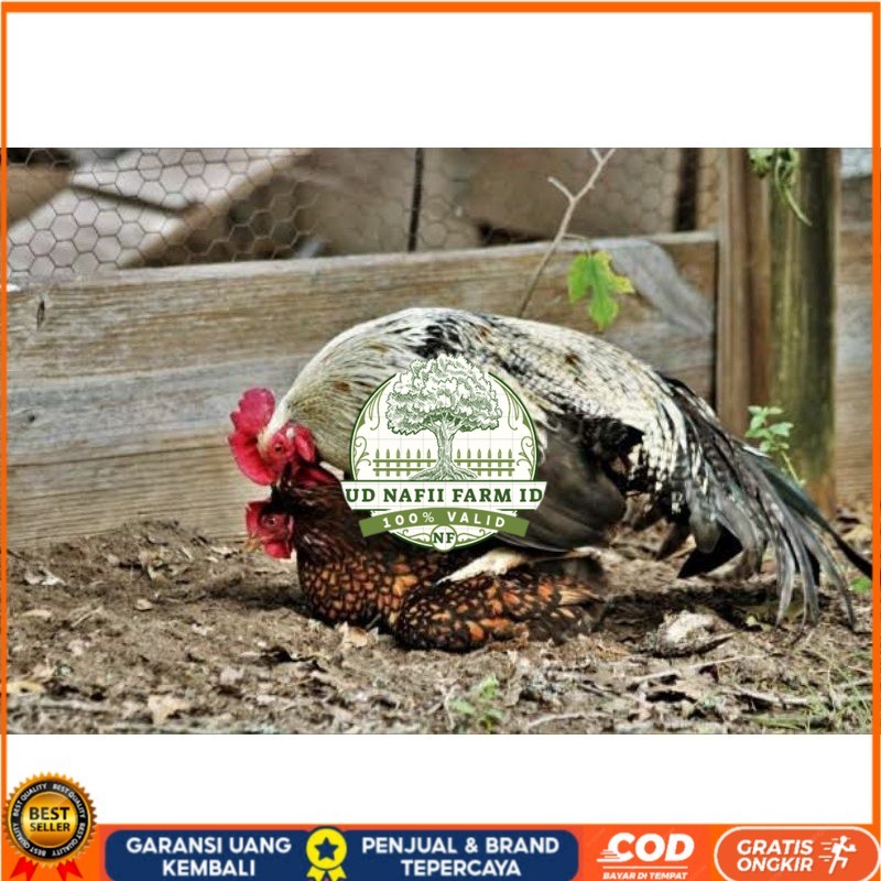 

TELUR AYAM AK LAYER PETELUR UNTUK DI TETASKAN UD NAFII FARM ID