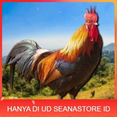 

telur tetas ayam shamo super UD SEANASTORE ID