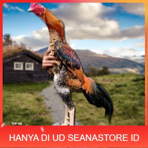 

telur tetas ayam oshamo besar UD SEANASTORE ID