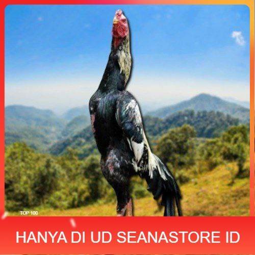 

telur ayam shamo eropa ori bisa untuk di tetaskan UD SEANASTORE ID