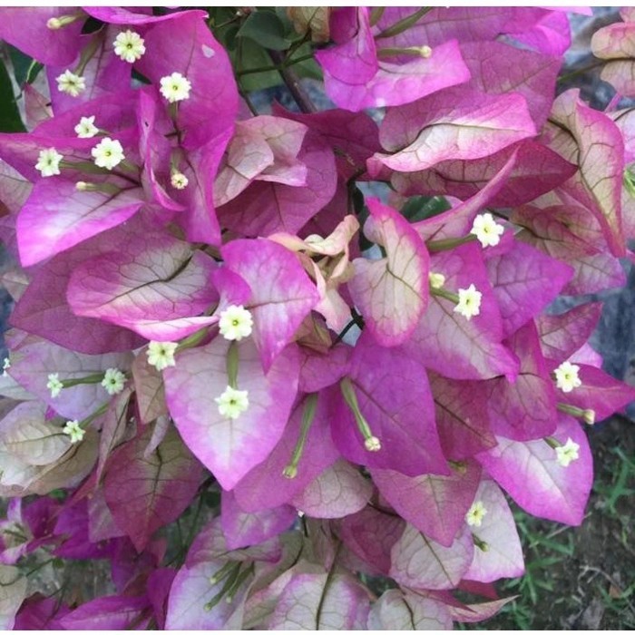 BUNGA KERTAS IMPORT BOUGENVILLE WAJID ALISHA