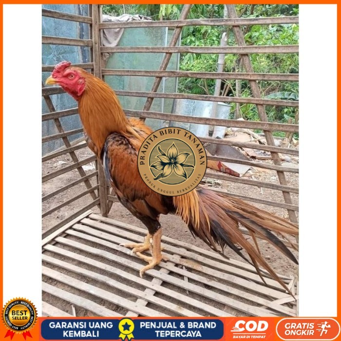 

(10 butir) Telur Ayam Ekor Lidi Untuk Di tetaskan PRADITA BIBIT TANAMAN
