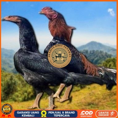 

telur ayam shamo jepang ori aduan bisa untuk di tetaskan PRADITA BIBIT TANAMAN