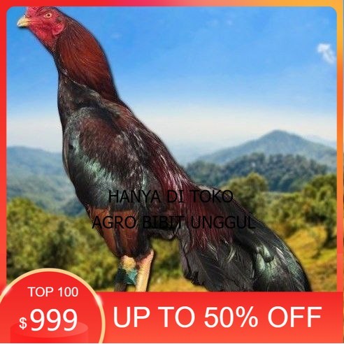 

telur tetas ayam shamo vertil valid agro.bibit.unggul