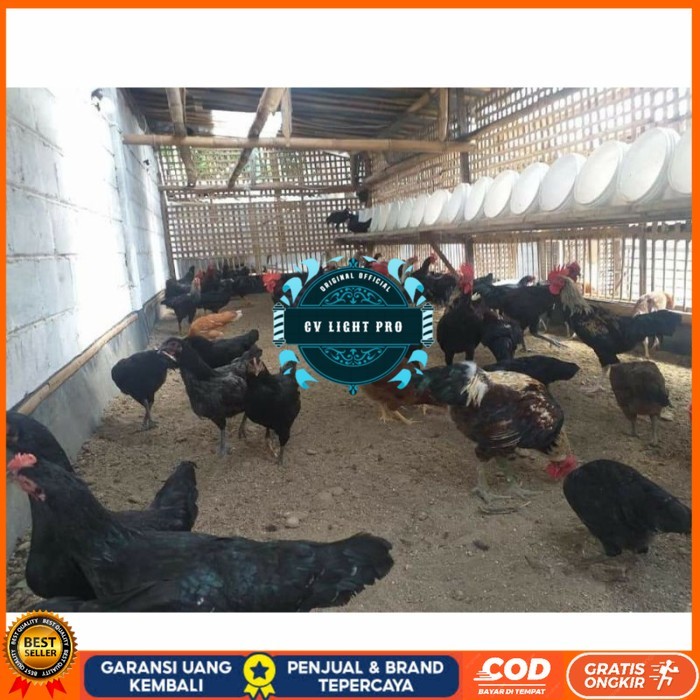 

Telur ayam KUB petelur handal fertil asli siap ditetaskan - telur ayam kub CV LIGHT PRO