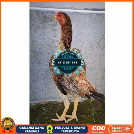 

Telur ayam bangkok shamo taiwan / ayam petarung aduan untuk ditetaskan CV LIGHT PRO