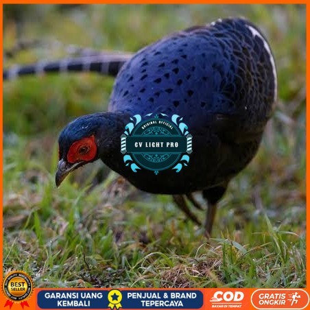 

Telur ayam hias ringneck mikado pheasant fertil bisa ditetaskan Langsung CV LIGHT PRO