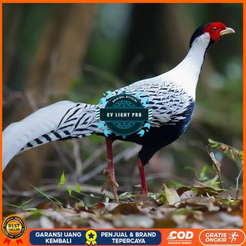 

Telur ayam hias ringneck silver pheasant fertil asli CV LIGHT PRO