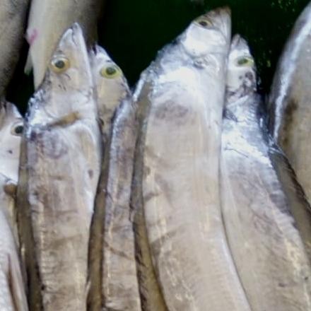 

Ikan Layur 500gr