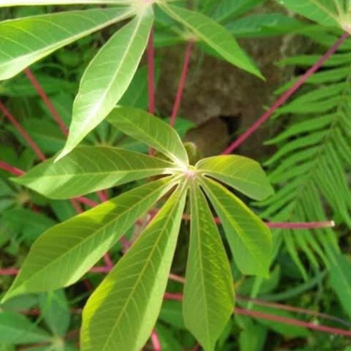 

Daun Singkong 1 ikat