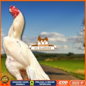 

telur ayam hias assel parrot Siap untuk di tetaskan CV GLAMOUR