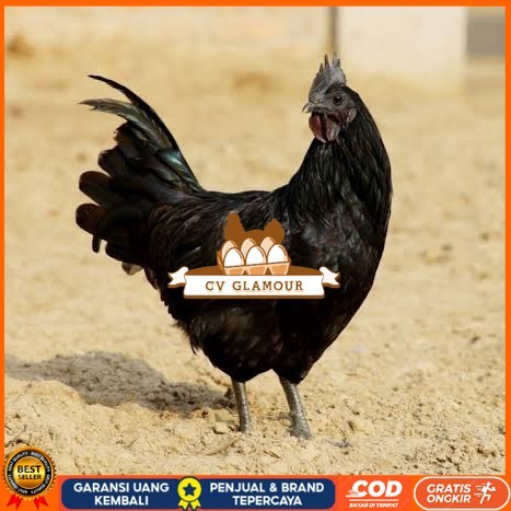 

Telur ayam cemani / telur ayam hias / telur fertil siap kirim CV GLAMOUR