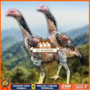 

telur tetas ayam shamo super berkualitas unggul CV GLAMOUR