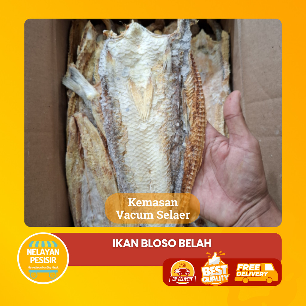 

Ikan Gabus Laut Asin Kacang Belah Tebal Harga Murah Kualitas Terbaik