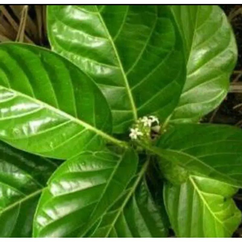 

Sahabattani Jual Daun Menkudu Obat Herbal Alami 500Gram