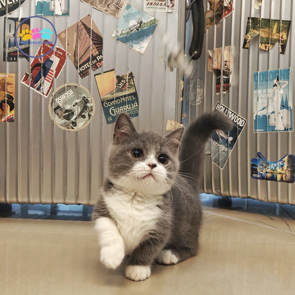 kucing bsh munchkin bicolor blue betina kitten lucu