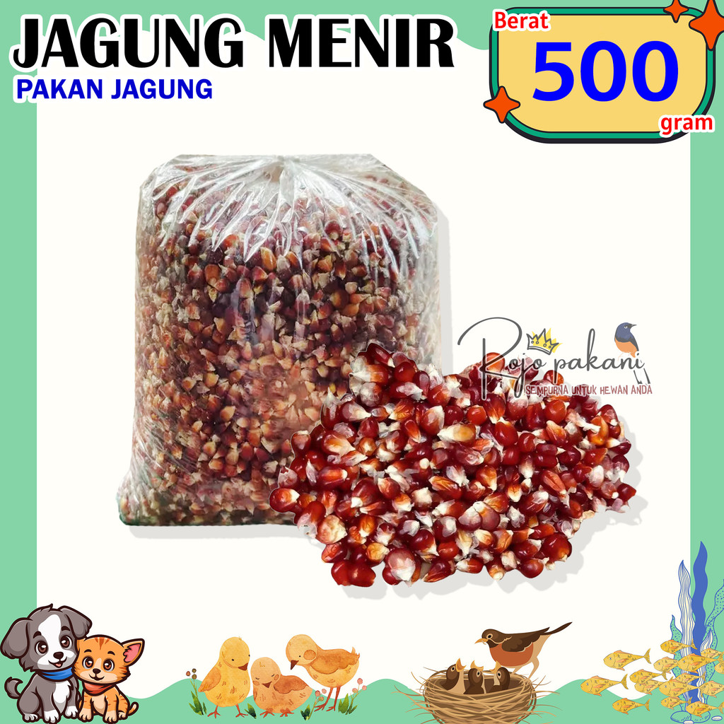 RP PROMO Jagung Manggis Merpati atau Jagung Ungu Burung Merpati Dara Ayam