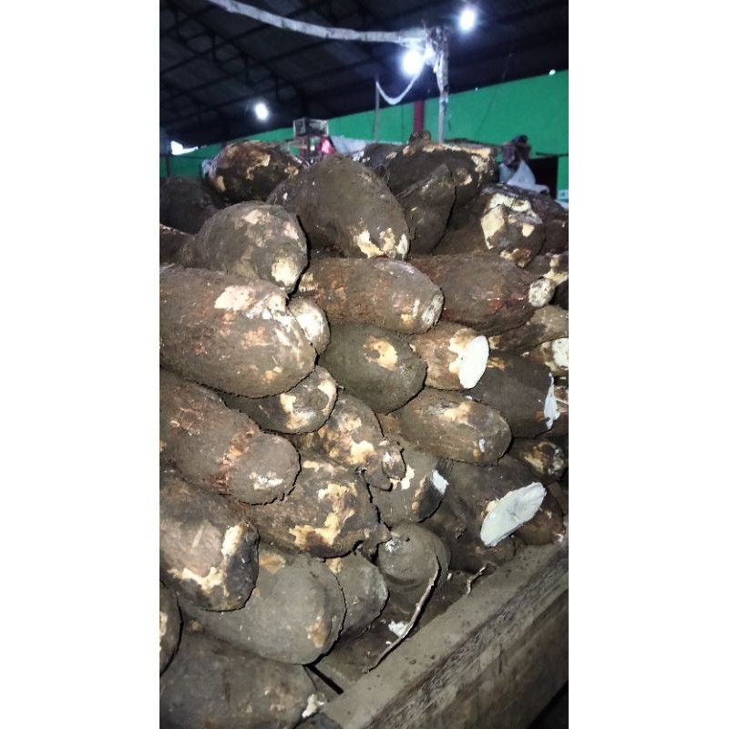 

singkong pulen AR