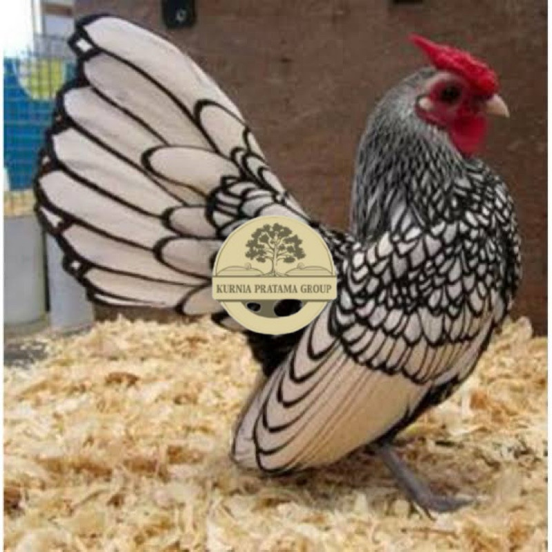 

TELUR FERTIL AYAM BATIK ITALY UNTUK DI TETASKAN KURNIA PRATAMA GROUP