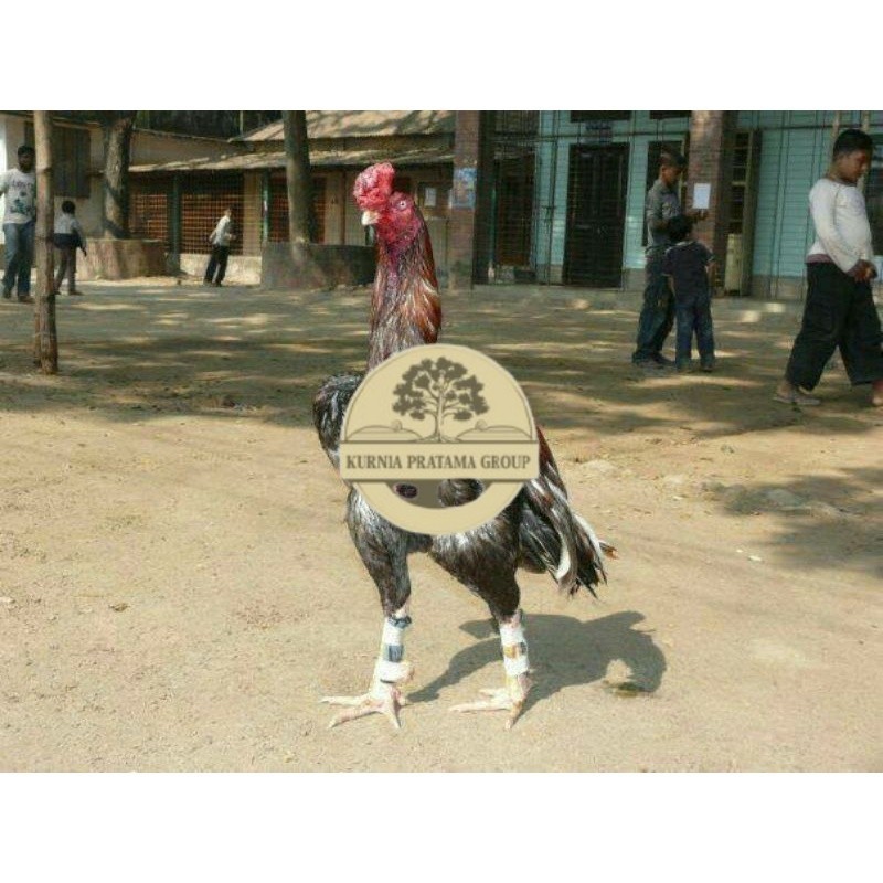 

TELUR AYAM GORDZILLA BIG JUMBO UNTUK DI TETASKAN KURNIA PRATAMA GROUP