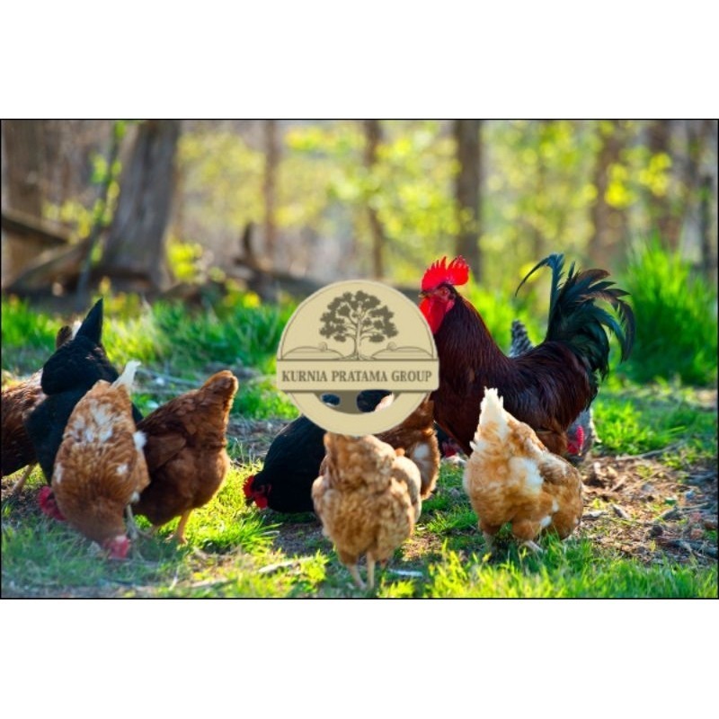 

TELUR AYAM KUB RAS PETELUR UNTUK DI TETASKAN KURNIA PRATAMA GROUP