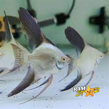 Manfish BSP Golden Tricolor Altum Pinoy Platinum Red eye-ETALASE angelfish